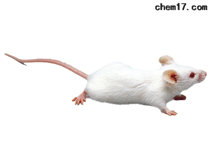 ICR小鼠（ICR小鼠）